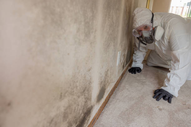 Environmental Consulting for Mold Prevention in Kearns, UT